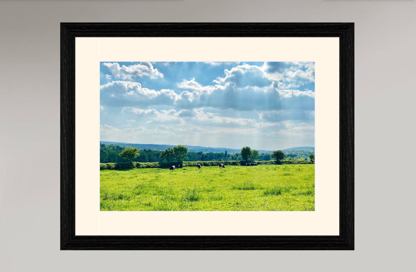 Dorking - Cows