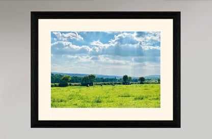 Dorking - Cows