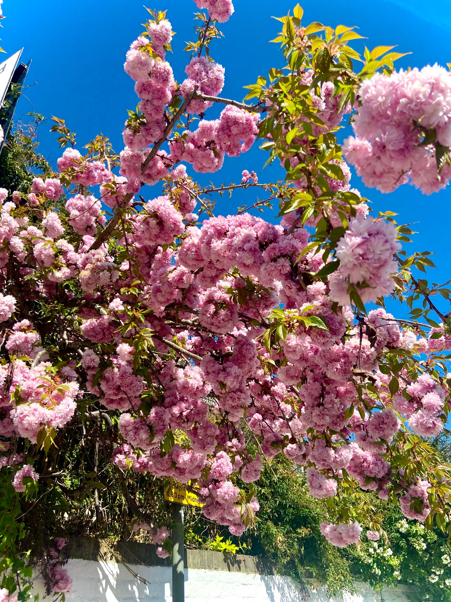 Flowers - Ravenscourt Park