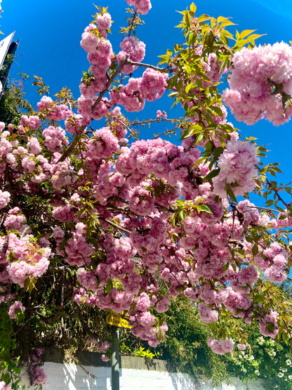 Flowers - Ravenscourt Park