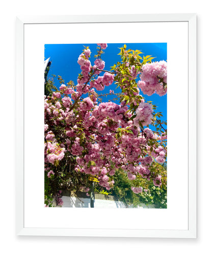 Flowers - Ravenscourt Park