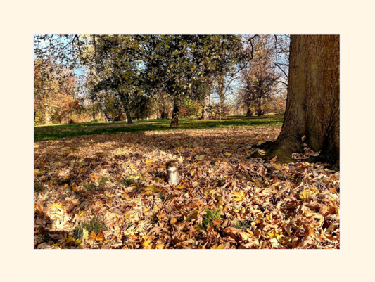 Hyde Park - Squirrel