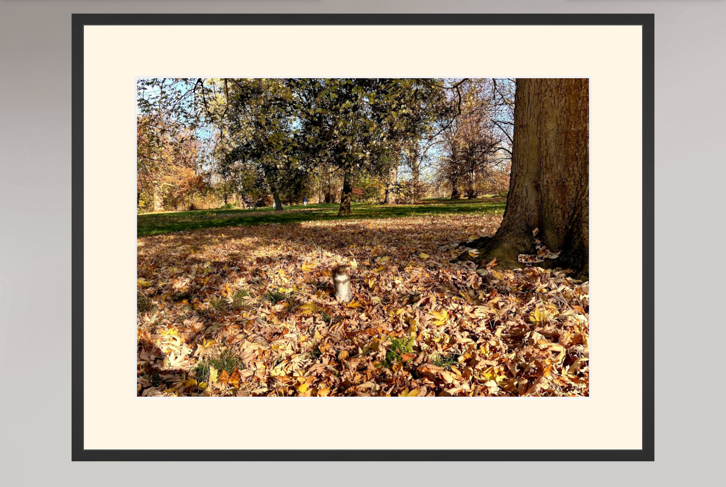 Hyde Park - Squirrel