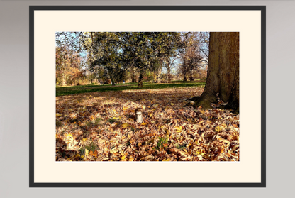 Hyde Park - Squirrel