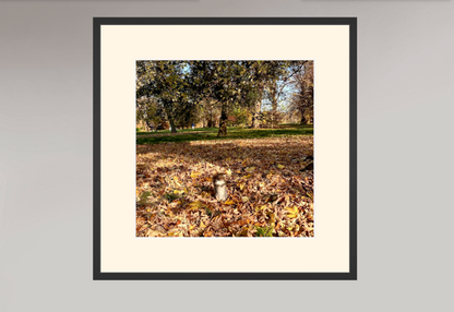 Hyde Park - Squirrel