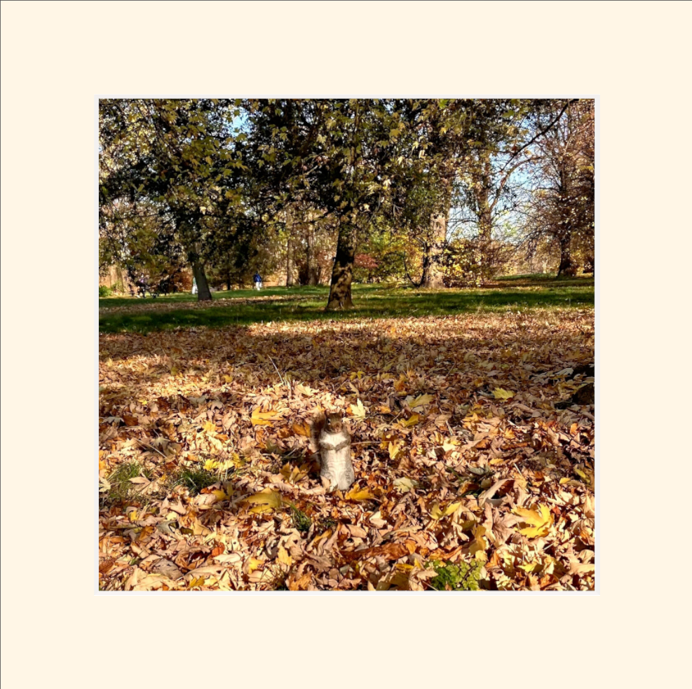 Hyde Park - Squirrel