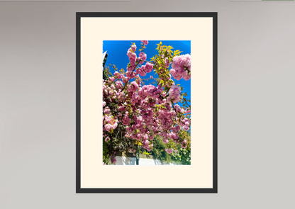 Blossoms  - Ravenscourt Park