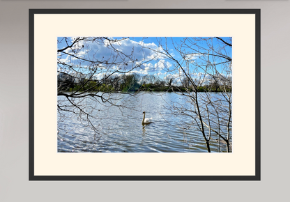 River Thames - Swan