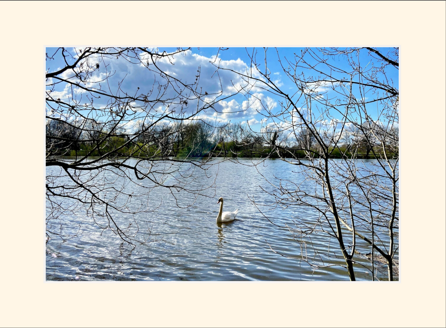 River Thames - Swan
