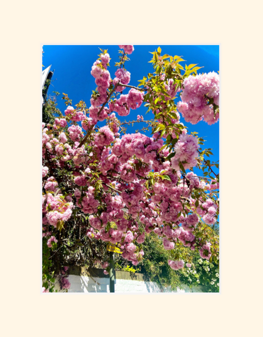 Blossoms  - Ravenscourt Park