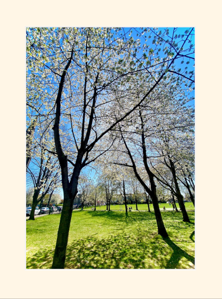 Turnham Green