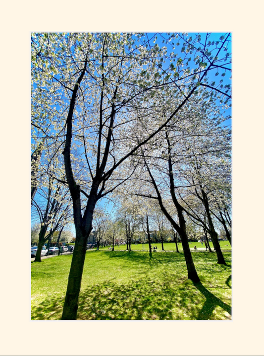 Turnham Green