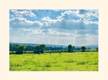 Dorking - Cows